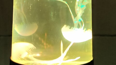 Jelly Fish Tank Visual