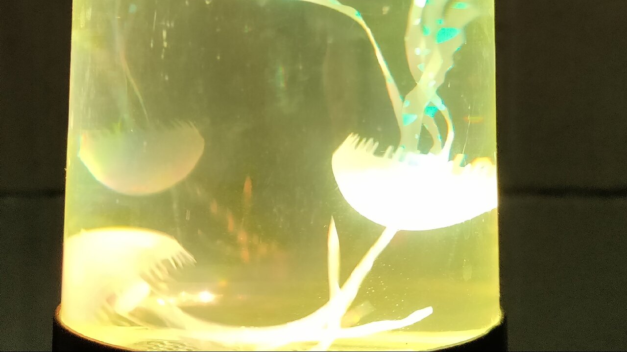 fuck you