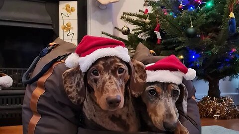 Jingle Bells dachshund dogs funny time christmas Videos compilation | Sausage dogs christmas gift