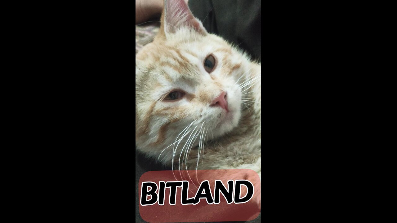 "When your cat acts like a human!" "When your cat acts like a human!" When your cat acts like a