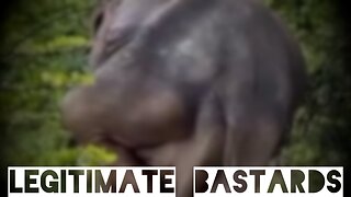 The majestic elephant