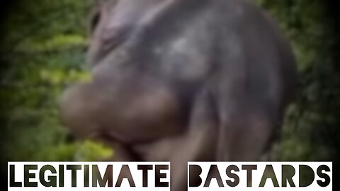 The majestic elephant