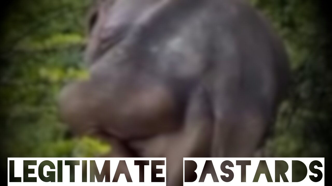 The majestic elephant