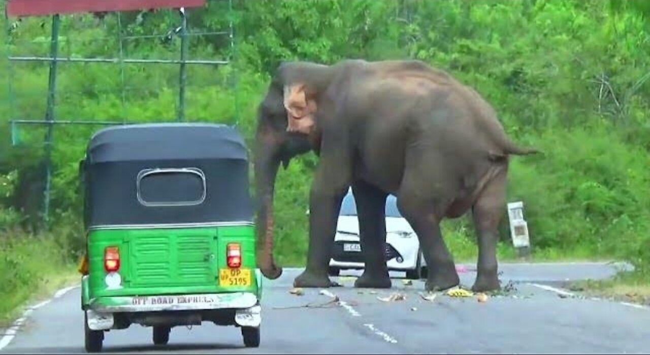 High-Speed Herds: The Wild Elephant Road Chase 🙄