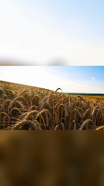 Imagine you are in a corn field.. #corn #corndog