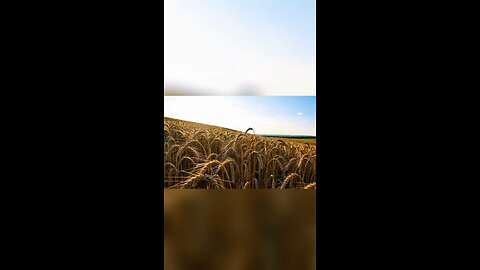 Imagine you are in a corn field.. #corn #corndog