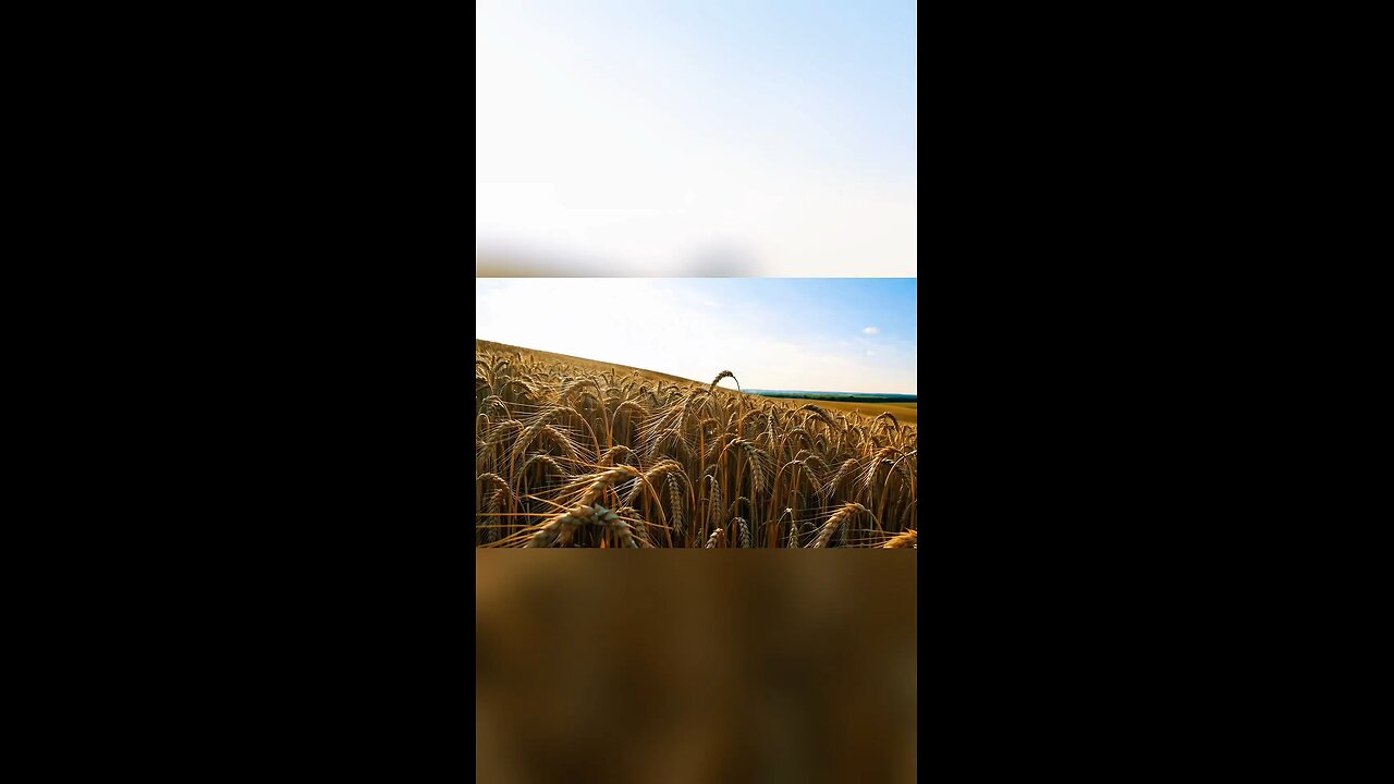 Imagine you are in a corn field.. #corn #corndog