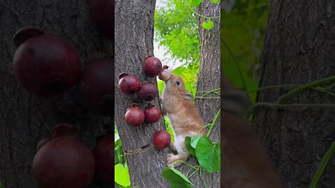 Cute little rabbit eating mangosteen. Rabbit. Cute little pastoral pet.