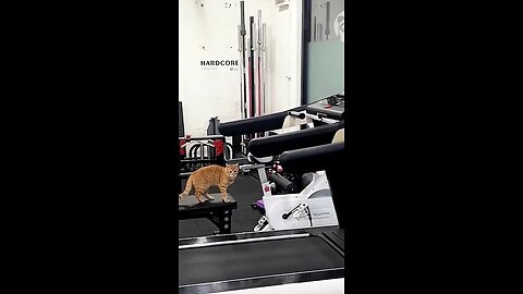 need to exercise and stay beautiful.🐈🤣
