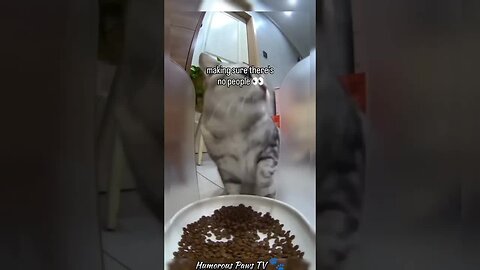 Funny animals 2024😂- Funniest Cats and Dogs Video😹🐶 #15