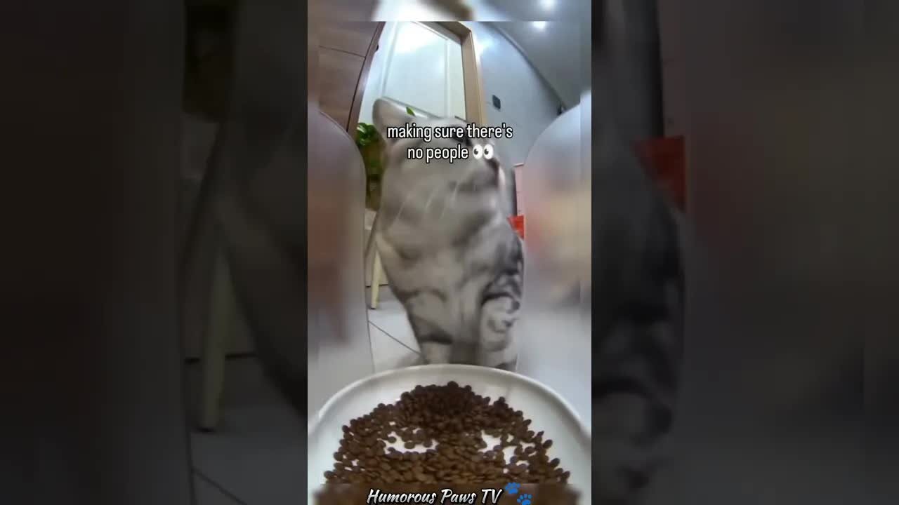 Funny animals 2024😂- Funniest Cats and Dogs Video😹🐶 #15