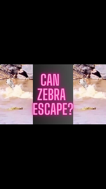 Heart-Stopping Moment: Zebra Outsmarts Crocodile in River Chase! 🌊🦓