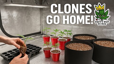 Red Solo Cup Soldiers 🌱 | Clone Transplant Tutorial