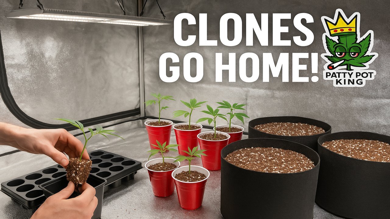 Red Solo Cup Soldiers 🌱 | Clone Transplant Tutorial