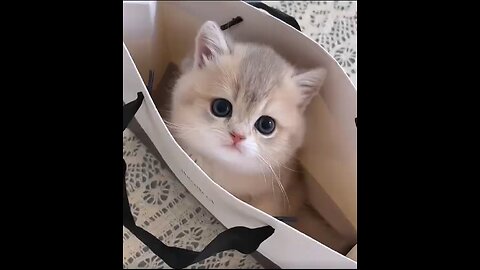The Cutest Cat on the Internet! 🐾