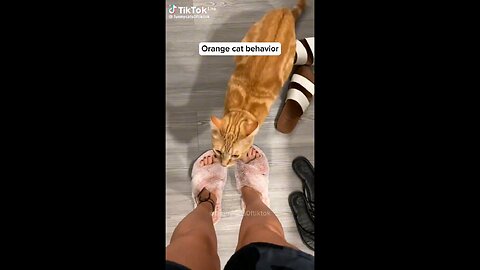 orange cat behavior 😂