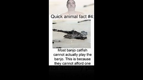 Wrongly misnamed fish award goes to #humor #funny #memes #reaction