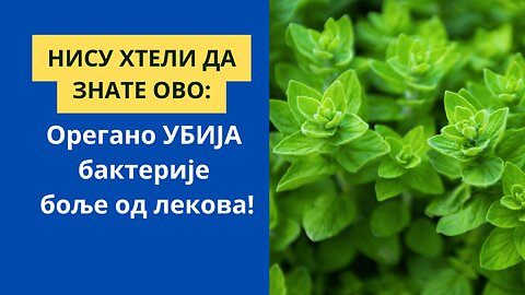 НИСУ ХТЕЛИ ДА ЗНАТЕ ОВО: Орегано УБИЈА бактерије боље од лекова!