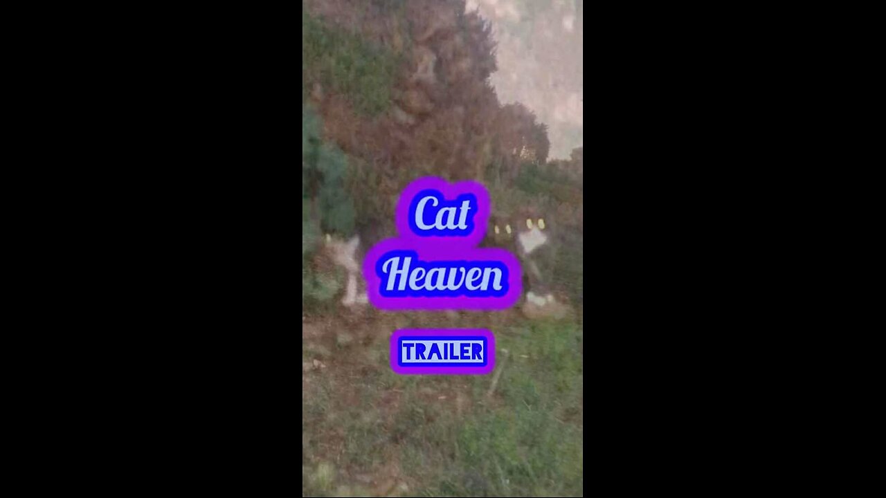 CAT HEAVEN [trailer]