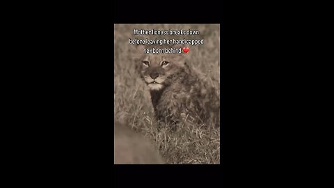 A mother Lioness left her Handicapped Cub..😢😢