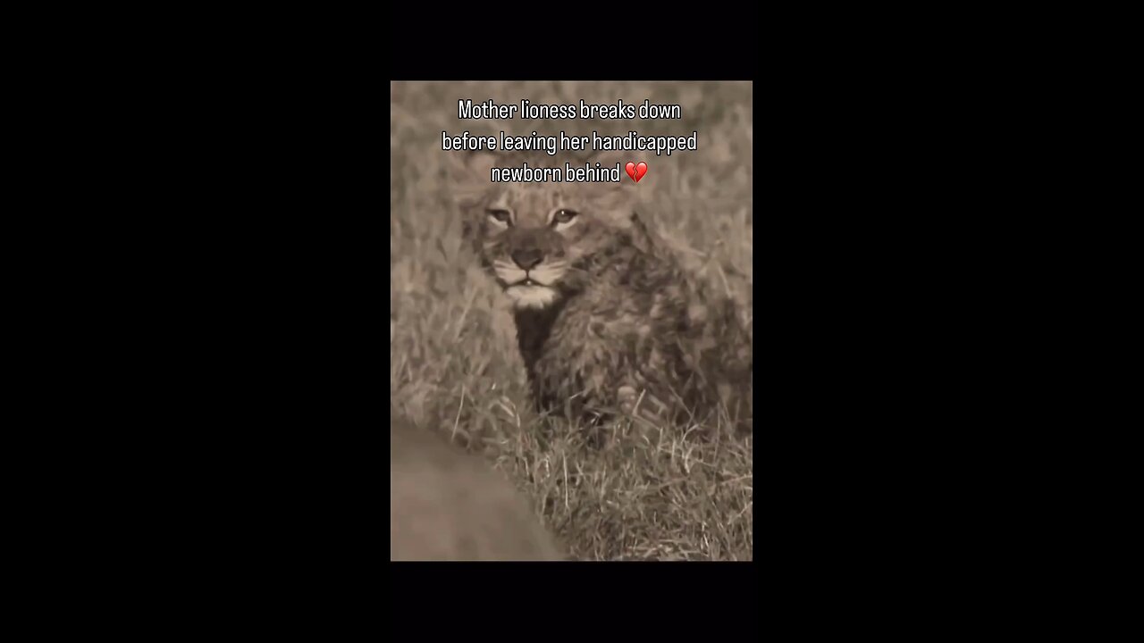 A mother Lioness left her Handicapped Cub..😢😢