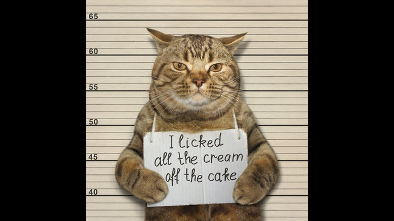 Hilarious Cat Moments 2025: Epic Feline Fails & Antics 😹🎬