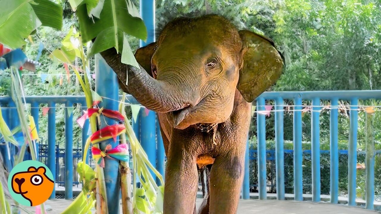 Elephant Born In Camp Goes Into Forest For First Time | Cuddle Buddies