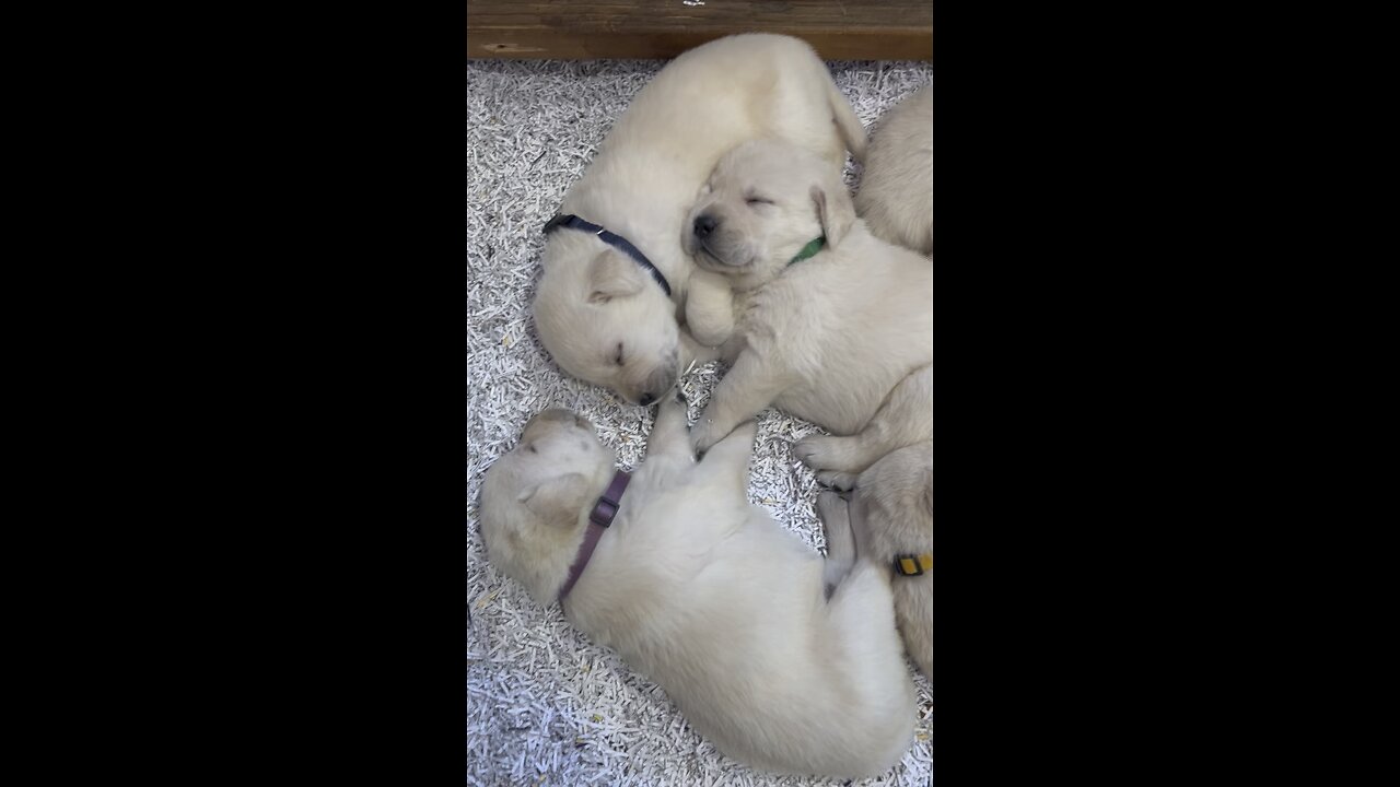 Sweet puppy dreams
