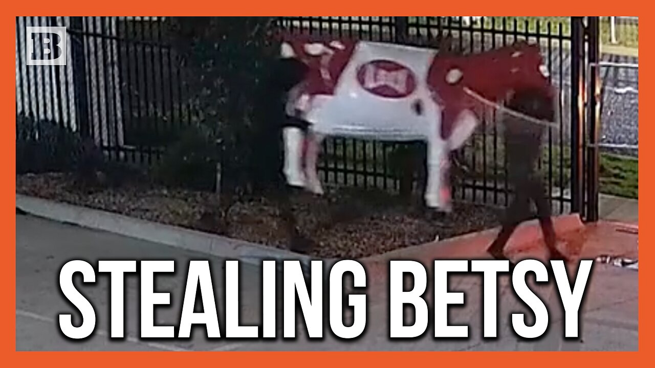 Thieves Wanted for Stealing "Betsy" the Cow from Australian Business