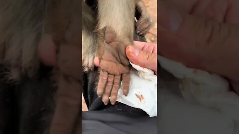 Clean the monkey's dirty hands