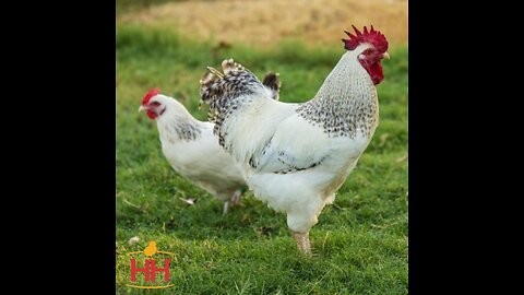 Basic Beginning Chicken Stuff