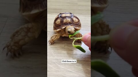 The turtle climbed on an unfixed foundation and the man saved it