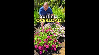 Petunias That Can Take a Hit (and Grow Super Fast)