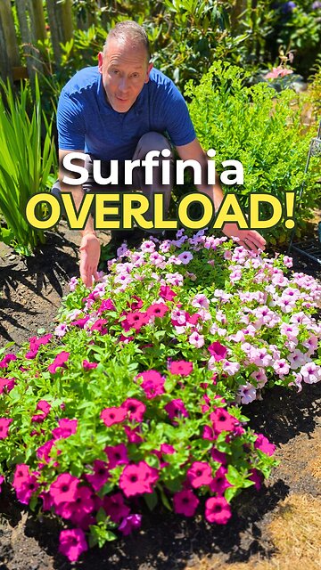 Petunias That Can Take a Hit (and Grow Super Fast)