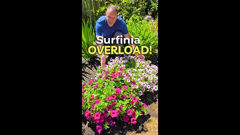 Petunias That Can Take a Hit (and Grow Super Fast)