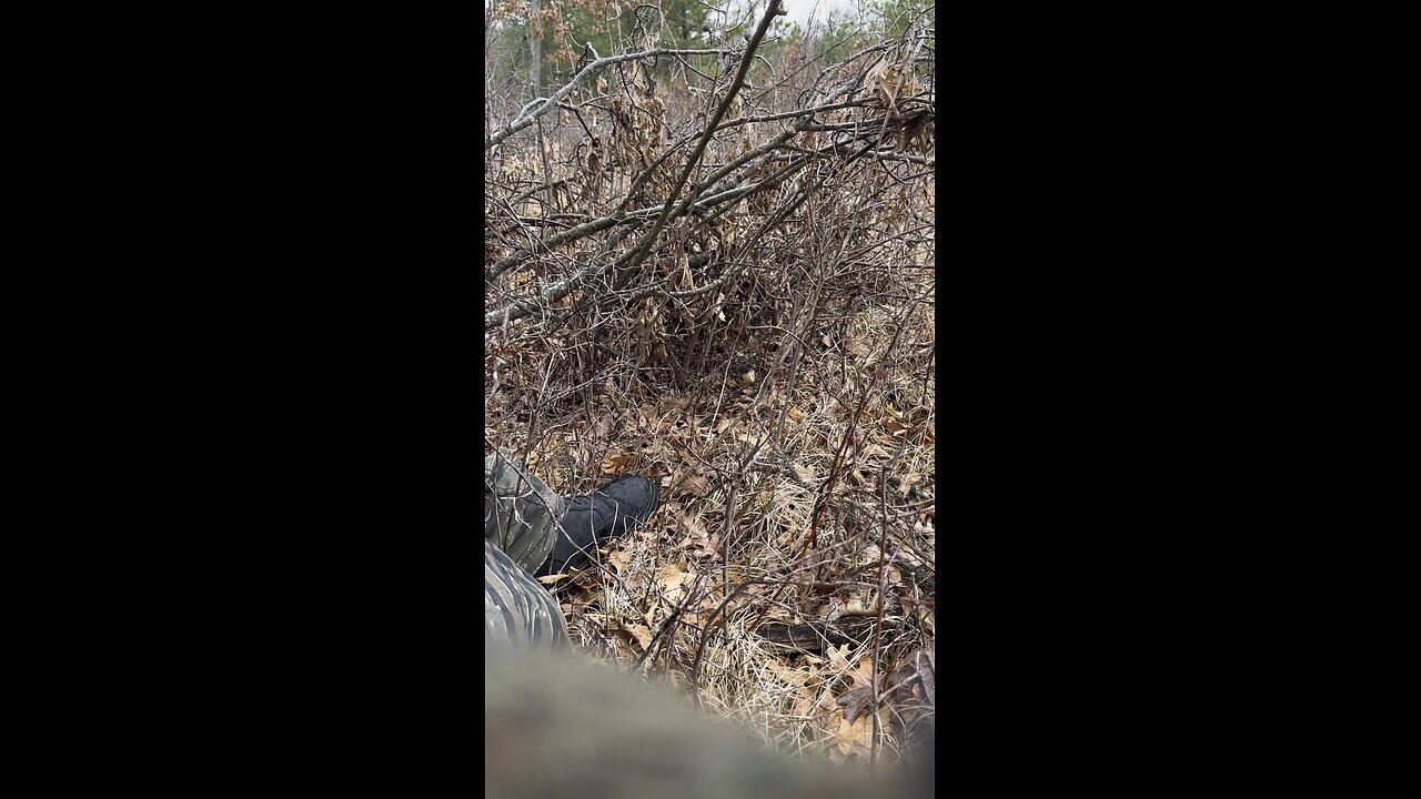 Central turkey hunt easter day (shots fired)
