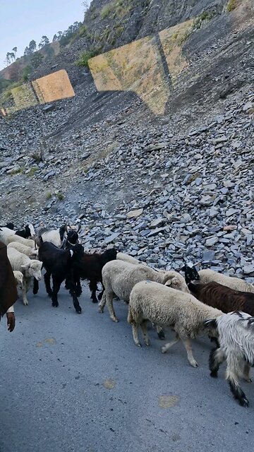 Traffic Halted by Sheep on Jammu Srinagar Highway