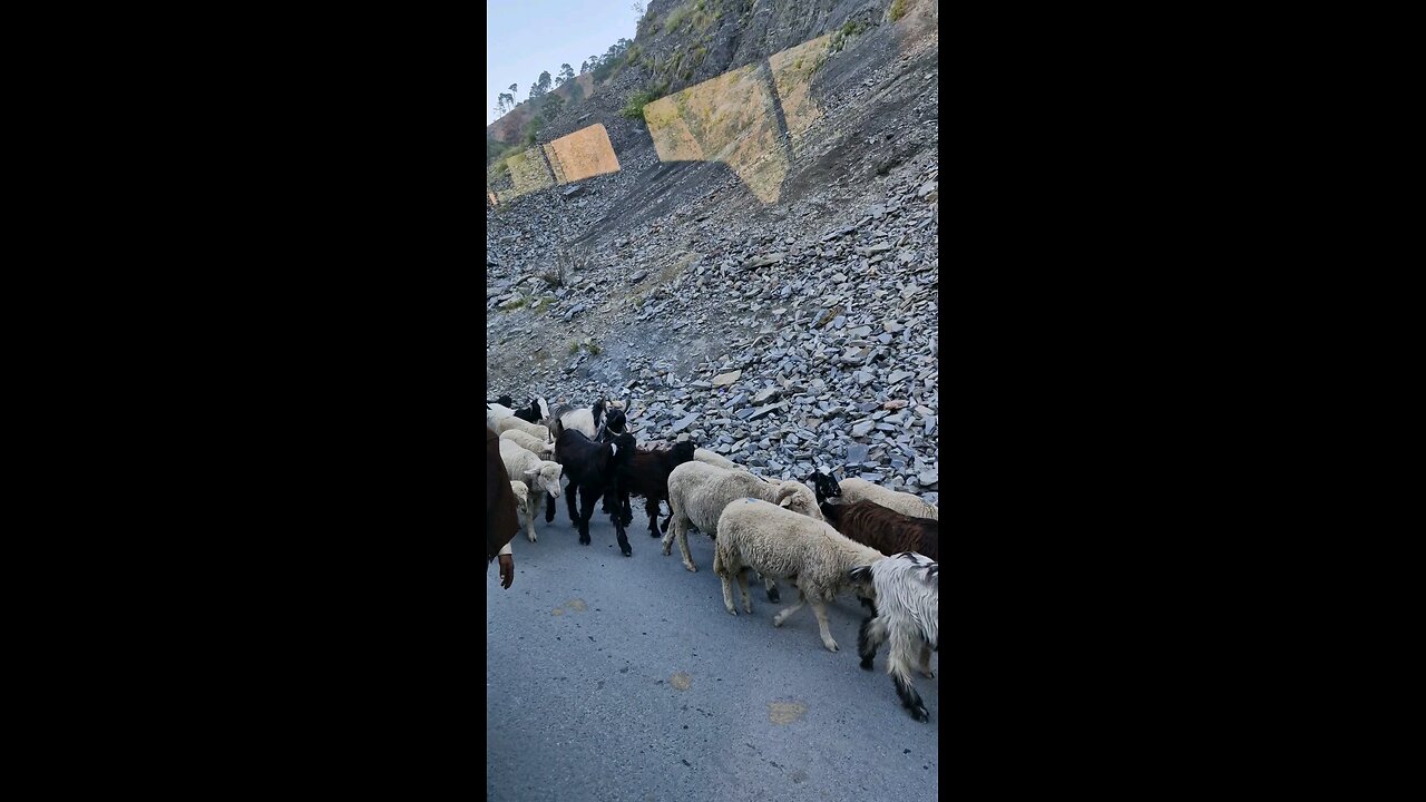 Traffic Halted by Sheep on Jammu Srinagar Highway