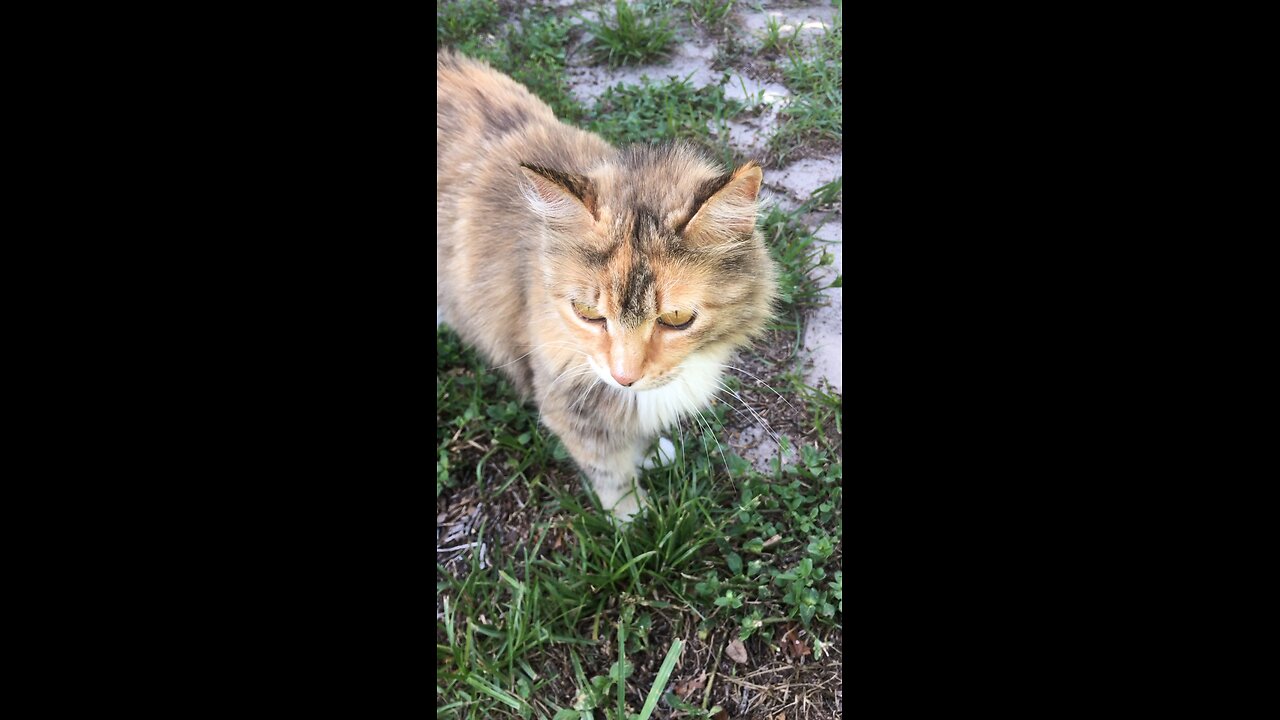 Cat vibes!
