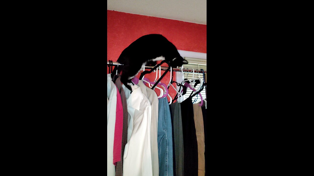 Cookie Cutter The Cat On Wardrobe, Dbn, MI, 5/5/25