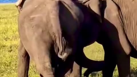 A mother elephant has just given birth to a beautiful baby calf