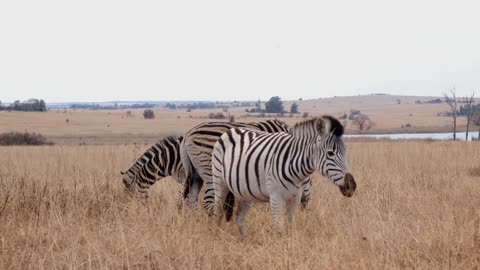 Cute Animal Ep199