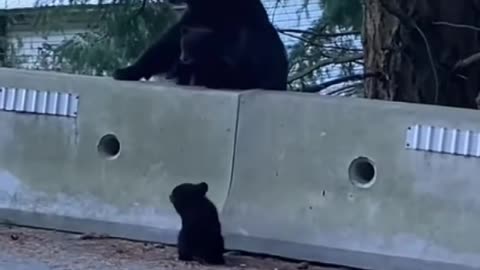 Mother bear and her 2 cubs