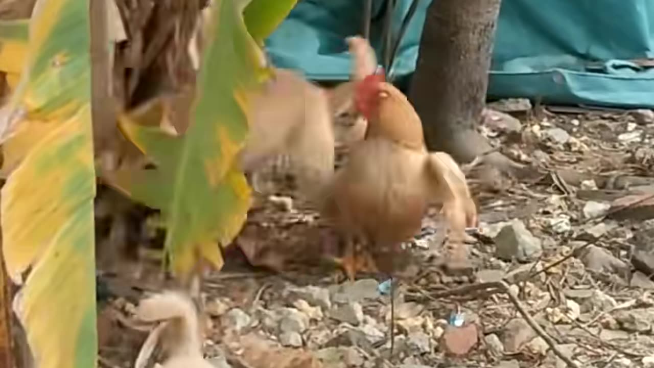 Chicken vs Dog