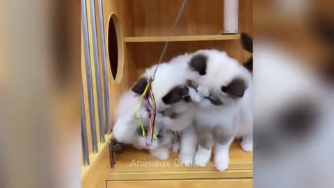 Laugh until you cry with these hilarious animals 😂
