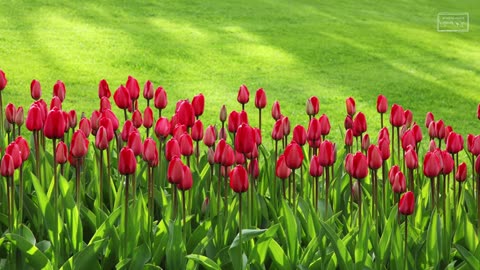 beautiful-piano-relaxing-music-healing-music-stress-relief-spring-music