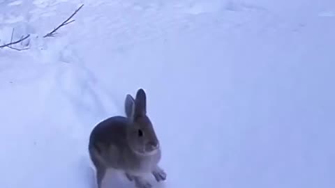 Bunny making trail