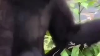 Only Fails