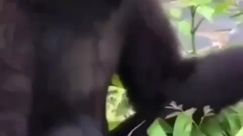 Only Fails