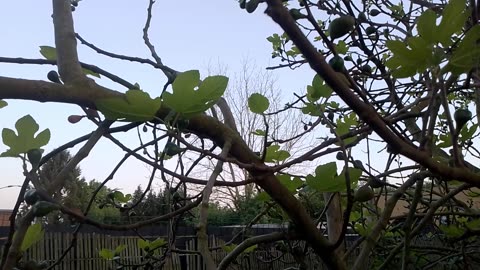 Evening Sounds in the Flemish Tasty Forest 2025-04-27 20:38 PM with Volume Boost